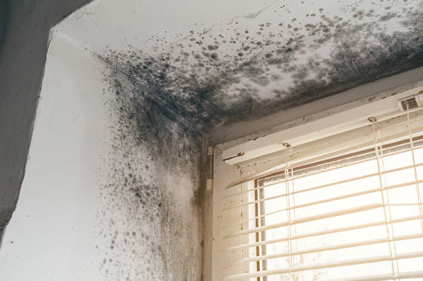 Trusted Mold Inspection service in Erie, PA - Cheap Mold Removal